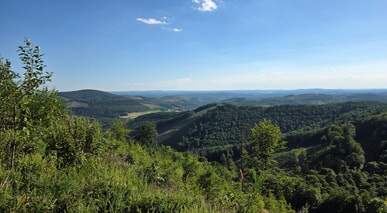 Umweltausschuss unternimmt Exkursion in den Wald