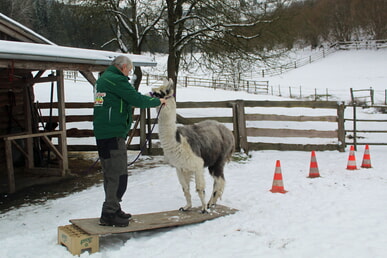 1000 Euro für einen Lama-Trail-Parcours